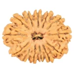 13 Mukhi Rudraksha 28mm 4.23gm - Rudraksha