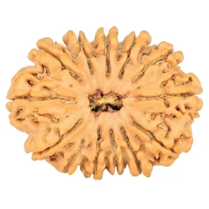 13 Mukhi Rudraksha 28mm 4.23gm - Rudraksha