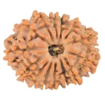14 Mukhi Rudraksha 22.9mm 2.81gm - Rudraksha