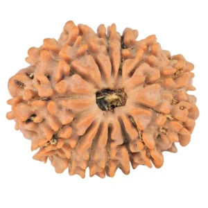 14 Mukhi Rudraksha 22.9mm 2.81gm - Rudraksha