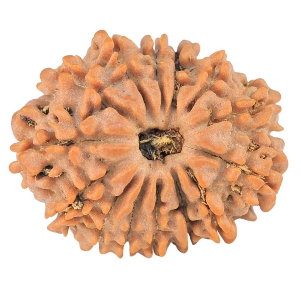 14 Mukhi Rudraksha 22.9mm 2.81gm - Rudraksha