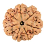7 Mukhi Rudraksha 26.7mm 6gm - Rudraksha