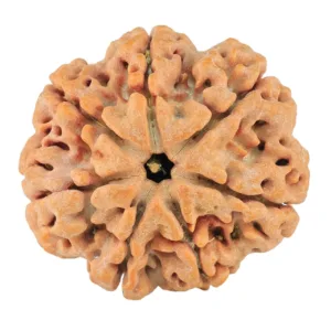 7 Mukhi Rudraksha 26.7mm 6gm - Rudraksha