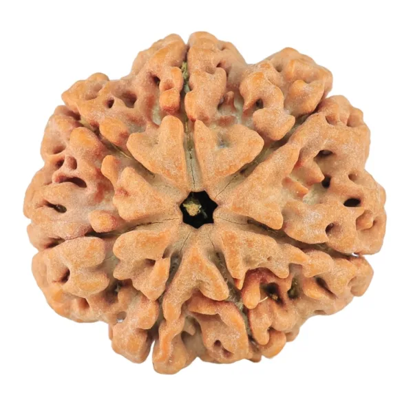 7 Mukhi Rudraksha 26.7mm 6gm - Rudraksha