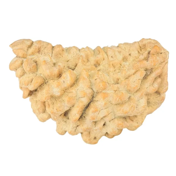 1 Mukhi Rudraksha 36.3mm 5gm - Rudraksha