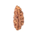 1 Mukhi Rudraksha 12.3mm 0.15gm - Rudraksha