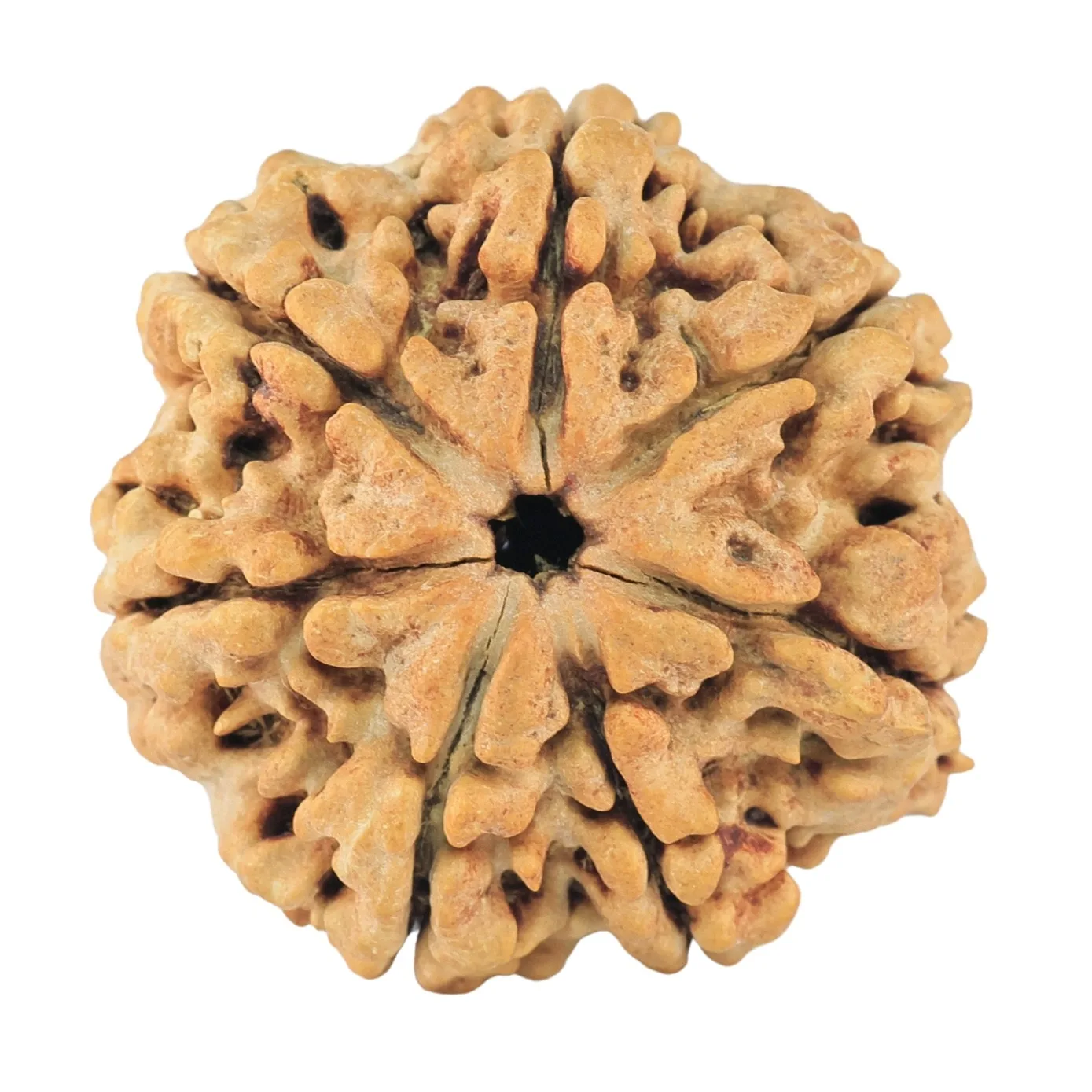 7 Mukhi Rudraksha 27.3mm 4.24gm - Rudraksha