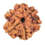 6 Mukhi Rudraksha 18.6mm 2.61gm - Rudraksha