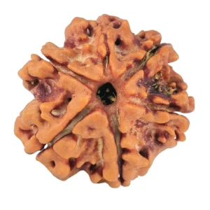 6 Mukhi Rudraksha 18.6mm 2.61gm - Rudraksha