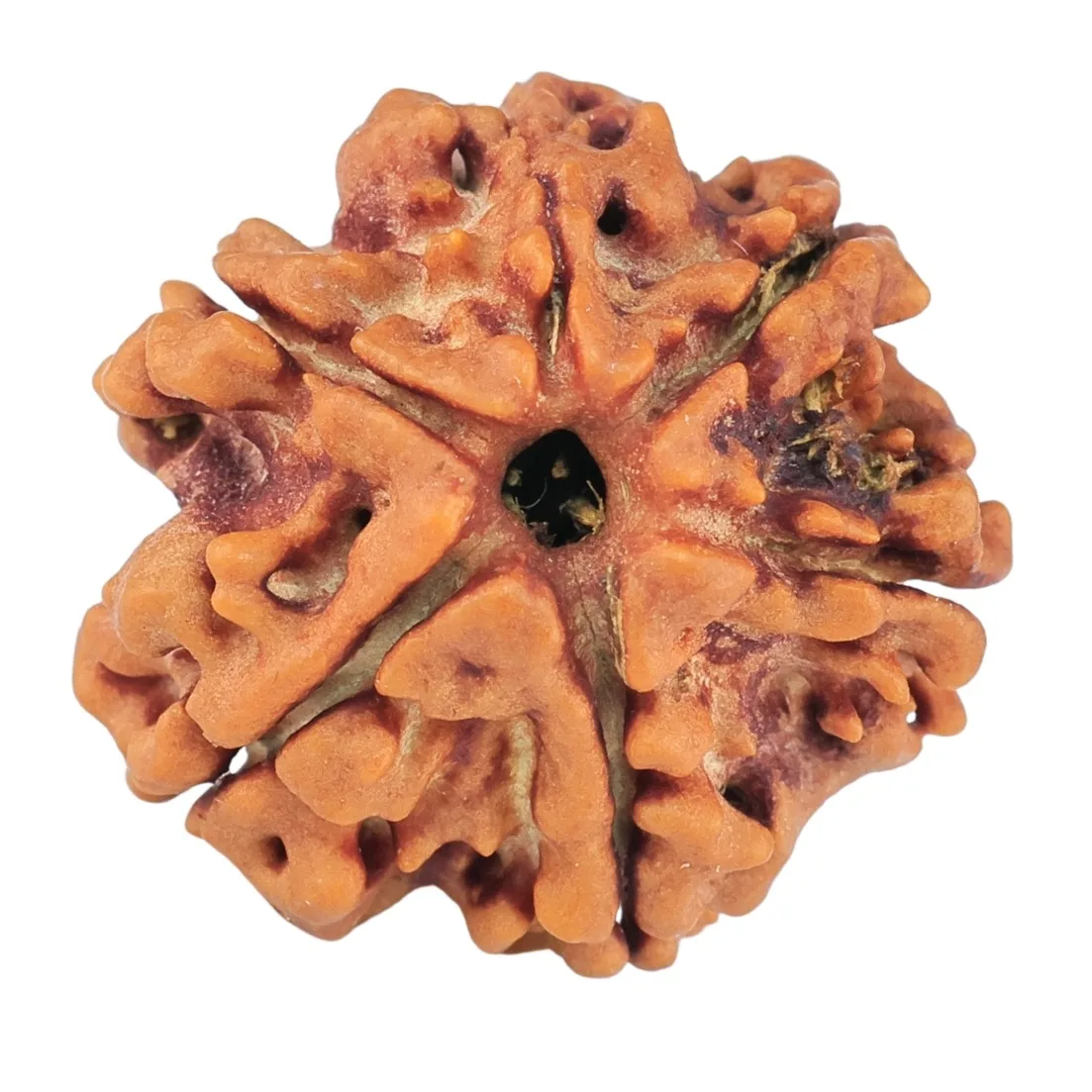 6 Mukhi Rudraksha 18.6mm 2.61gm