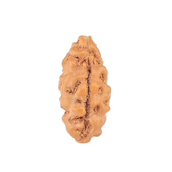 1 Mukhi Rudraksha 13.3mm 0.28gm - Rudraksha