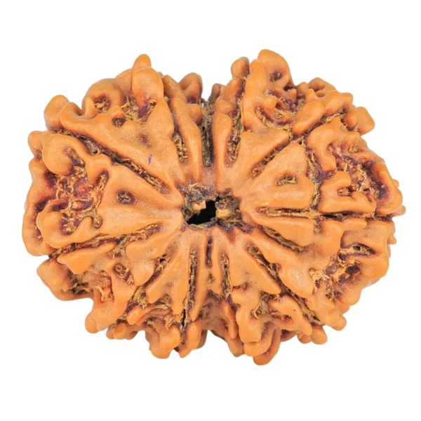 11 Mukhi Rudraksha 26.6mm 4.4gm - Rudraksha