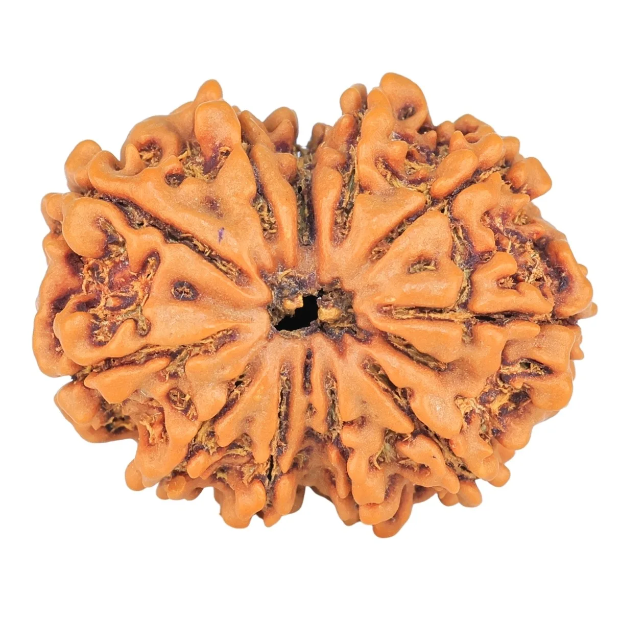 11 Mukhi Rudraksha 26.6mm 4.4gm - Rudraksha