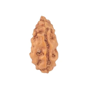 1 Mukhi Rudraksha 12.3mm 0.2gm - Rudraksha