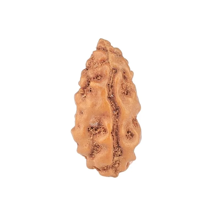 1 Mukhi Rudraksha 12.3mm 0.2gm - Rudraksha