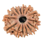 14 Mukhi Rudraksha 22.1mm 2.65gm - Rudraksha