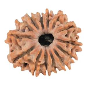 14 Mukhi Rudraksha 22.1mm 2.65gm - Rudraksha