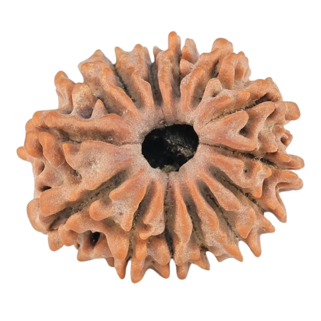 14 Mukhi Rudraksha 22.1mm 2.65gm - Rudraksha