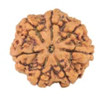 7 Mukhi Rudraksha 27.4mm 5.98gm - Rudraksha
