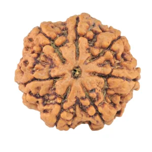 7 Mukhi Rudraksha 27.4mm 5.98gm - Rudraksha