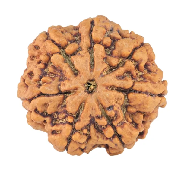 7 Mukhi Rudraksha 27.4mm 5.98gm - Rudraksha
