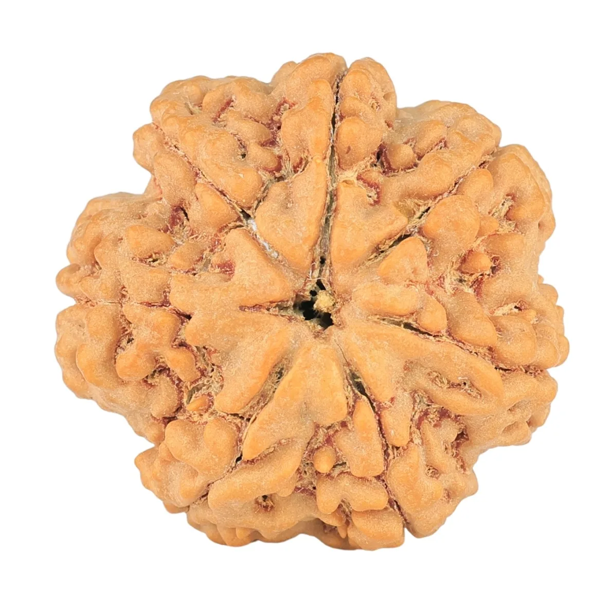 7 Mukhi Rudraksha 28mm 7.77gm