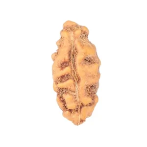 1 Mukhi Rudraksha 12.8mm 0.22gm - Rudraksha
