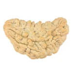 1 Mukhi Rudraksha 37.2mm 5.58gm - Rudraksha