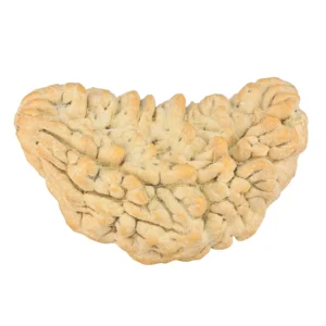 1 Mukhi Rudraksha 37.2mm 5.58gm - Rudraksha