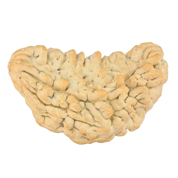 1 Mukhi Rudraksha 37.2mm 5.58gm - Rudraksha