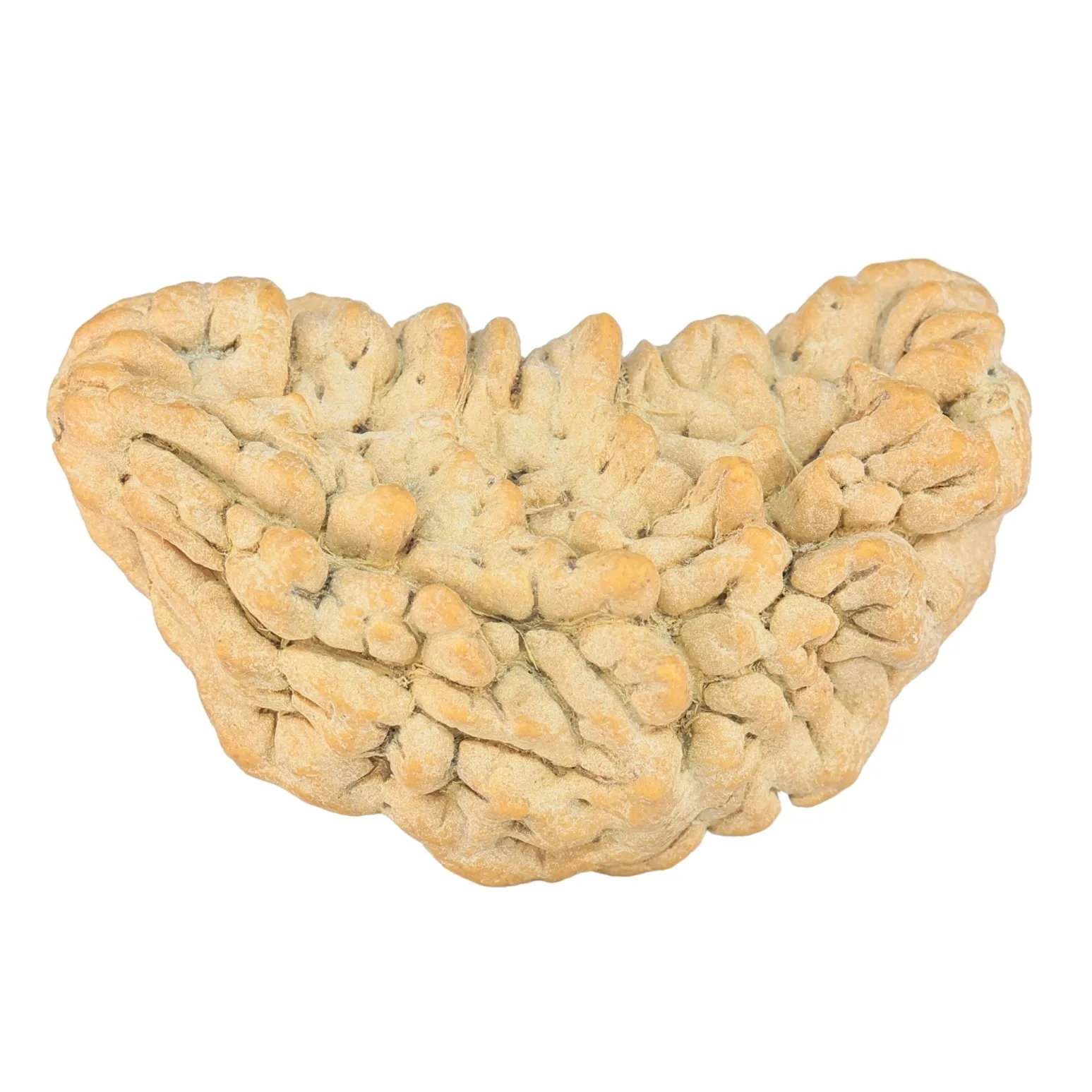 1 Mukhi Rudraksha 37.2mm 5.58gm