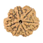 7 Mukhi Rudraksha 27.7mm 5.28gm - Rudraksha