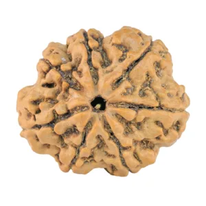 7 Mukhi Rudraksha 27.7mm 5.28gm - Rudraksha