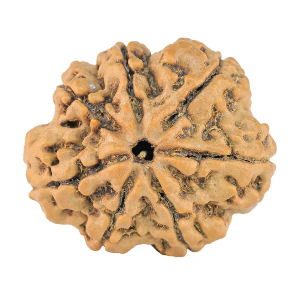 7 Mukhi Rudraksha 27.7mm 5.28gm - Rudraksha