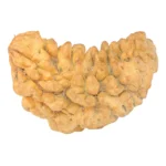 1 Mukhi Rudraksha 37.8mm 6.53gm - Rudraksha