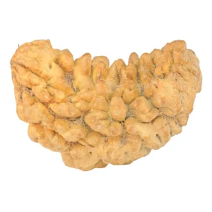 1 Mukhi Rudraksha 37.8mm 6.53gm - Rudraksha
