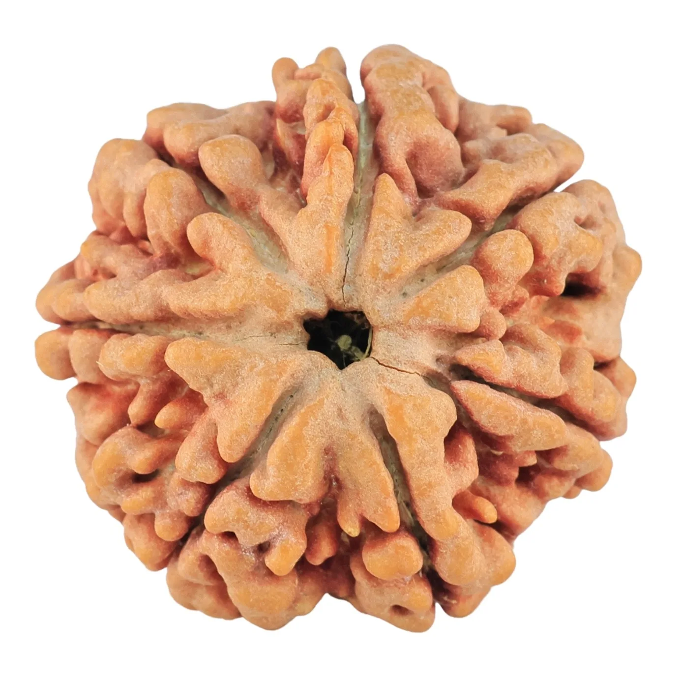 7 Mukhi Rudraksha 27.1mm 6.85gm - Rudraksha