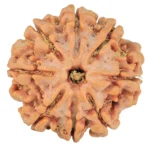 8 Mukhi Rudraksha 21.8mm 3.7gm - Rudraksha