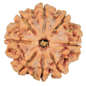 8 Mukhi Rudraksha 21.8mm 3.7gm - Rudraksha