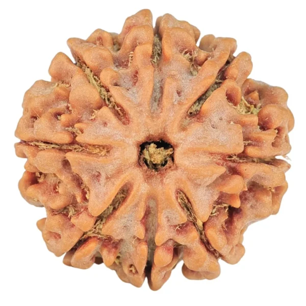 8 Mukhi Rudraksha 21.8mm 3.7gm - Rudraksha