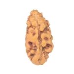1 Mukhi Rudraksha 12.1mm 0.21gm - Rudraksha