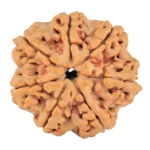 7 Mukhi Rudraksha 27.3mm 5.88gm - Rudraksha