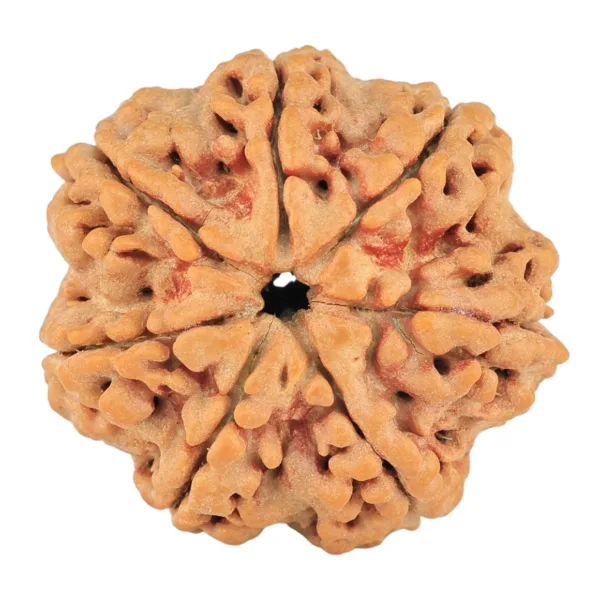 7 Mukhi Rudraksha 27.3mm 5.88gm - Rudraksha