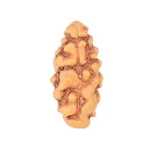 1 Mukhi Rudraksha 11.7mm 0.14gm - Rudraksha