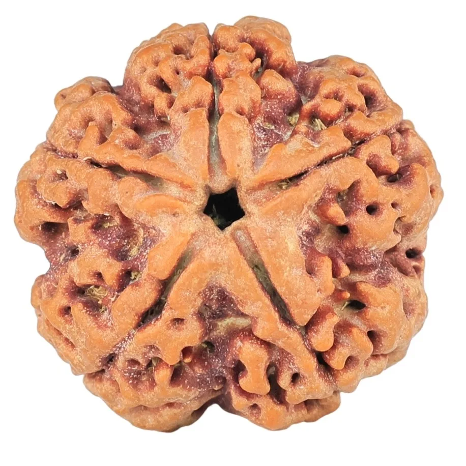 5 Mukhi Rudraksha 25mm 5.94gm - Rudraksha