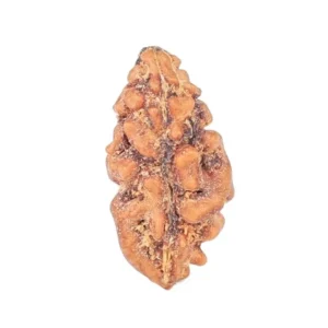 1 Mukhi Rudraksha 12.5mm 0.19gm - Rudraksha