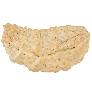 1 Mukhi Rudraksha 37.6mm 5.52gm - Rudraksha