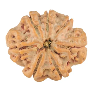 7 Mukhi Rudraksha 27.5mm 6.24gm - Rudraksha