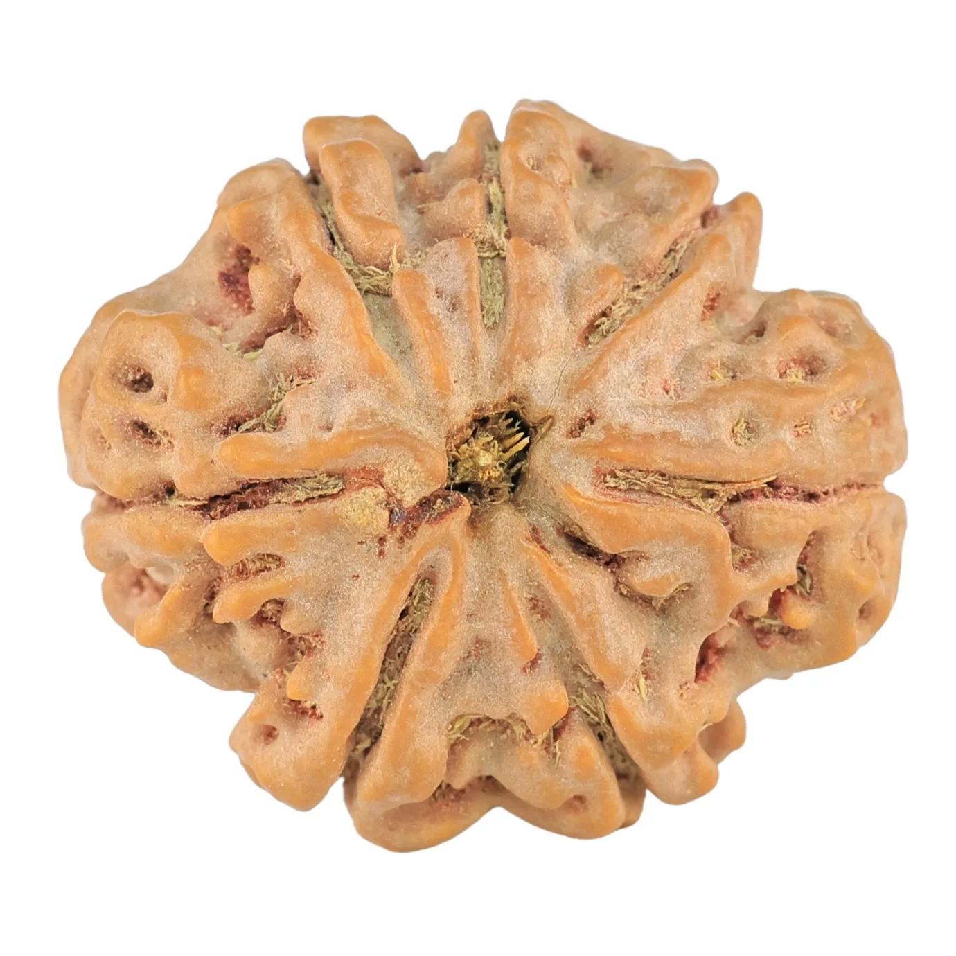 7 Mukhi Rudraksha 27.5mm 6.24gm