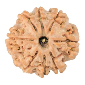 8 Mukhi Rudraksha 22.3mm 4gm - Rudraksha